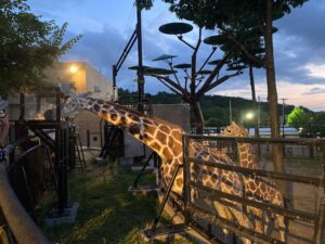 旭山動物園　夜の動物園　キリンのもぐもぐタイム